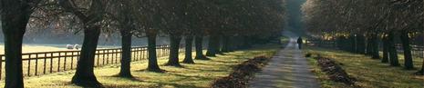 A path lined by trees on either side with a person walking in the distance